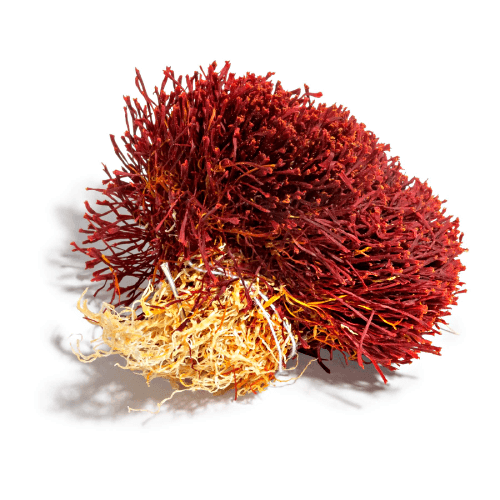 Bunched Saffron - Image 2